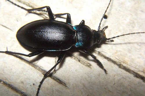 hrošči (Coleoptera)